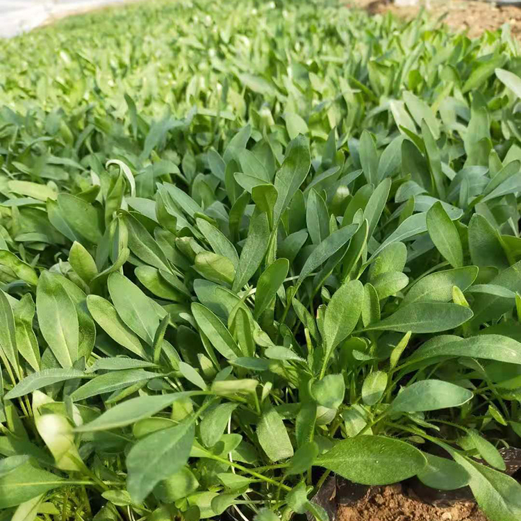 绿化用金鸡菊  出售金鸡菊  花大色艳，常开不绝