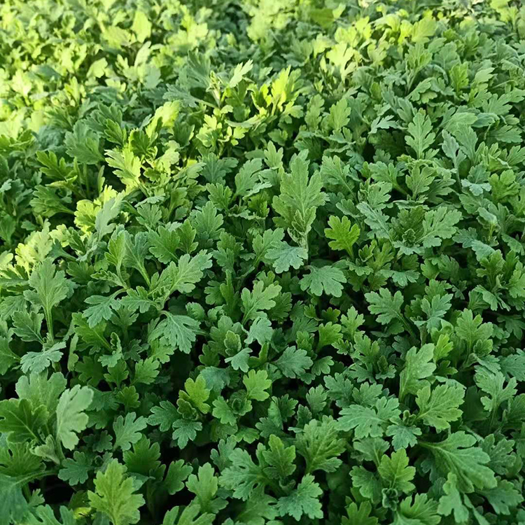 鑫杰  地被菊供货商 可做花篱，园林造景等