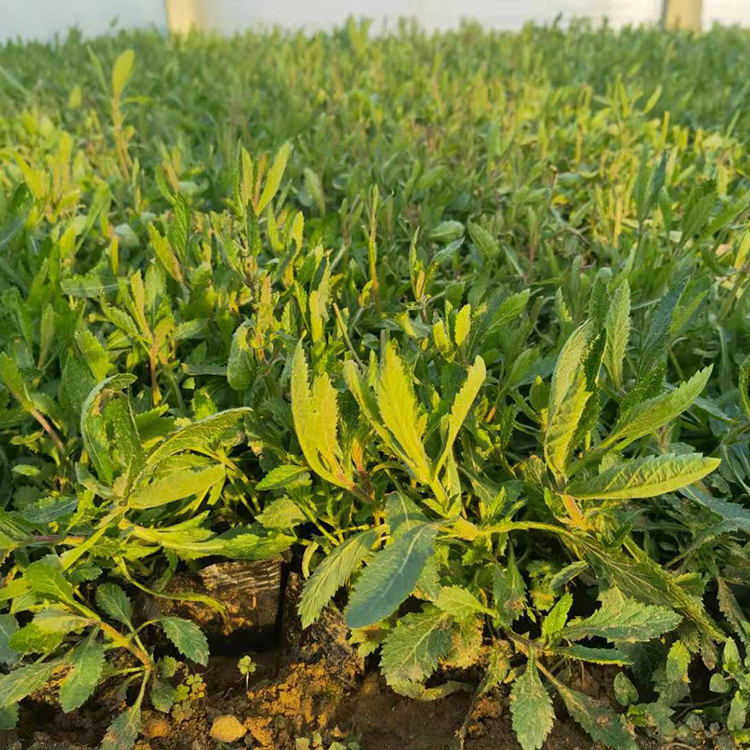 鑫杰  柳叶马鞭草  喜温暖气候