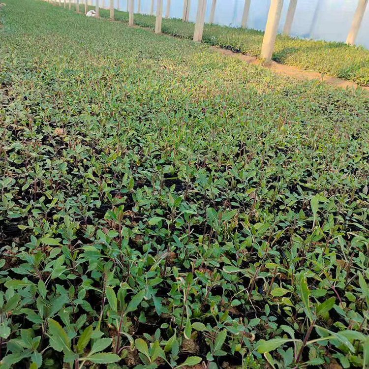 鑫杰  柳叶马鞭草  花期长