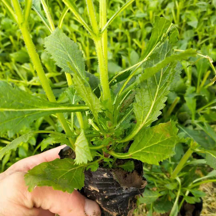 绿化工程花海苗  马鞭草批发  耐旱能力强