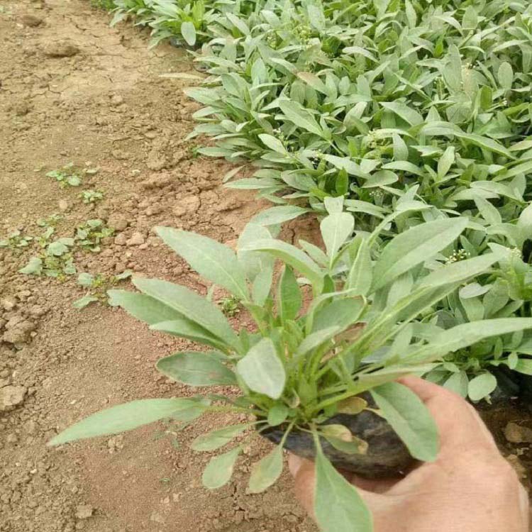 鑫杰  大量供应金鸡菊 金鸡菊价格 花大色艳，常开不绝