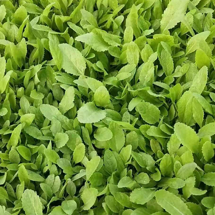 鑫杰  蓝花鼠尾草苗圃  鼠尾草种子  蓝紫色花海 观赏性好