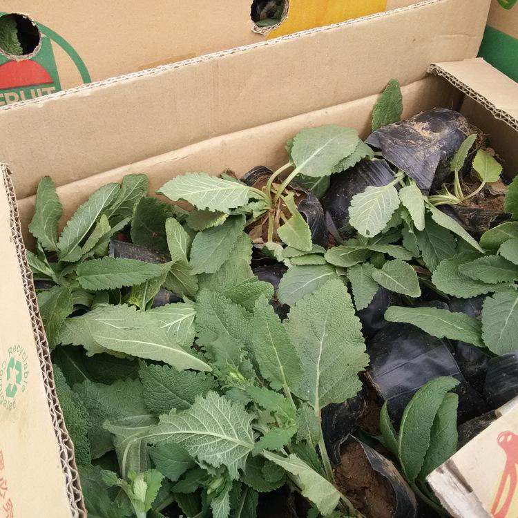 鑫杰  花海用鼠尾草  宿根鼠尾草报价  价格低  花海成本小