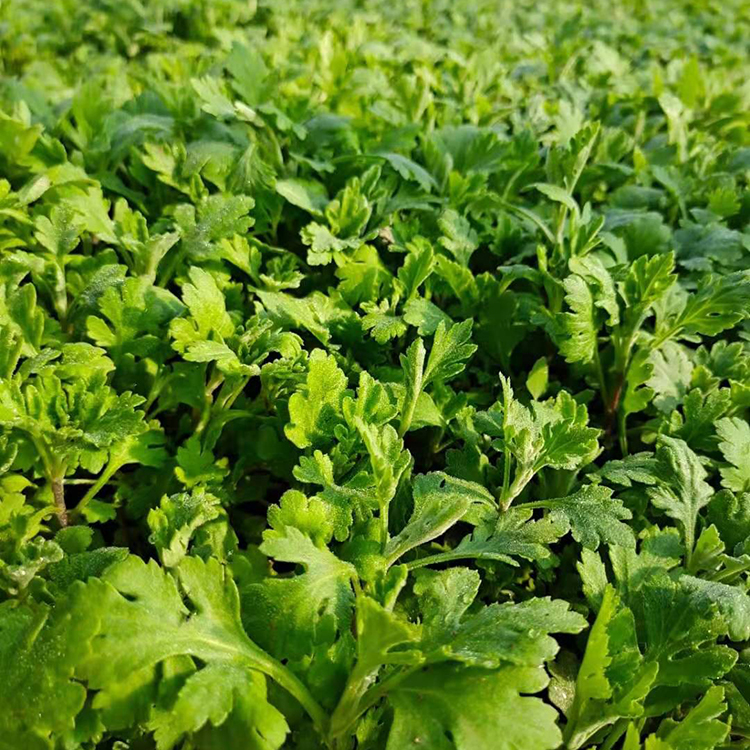 鑫杰  地被菊小苗 花朵紧密观赏性好
