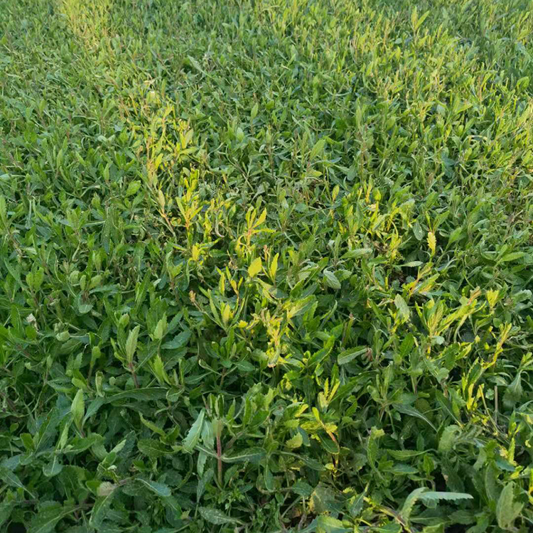 鑫杰  南美柳叶马鞭草  全年开花，花期长