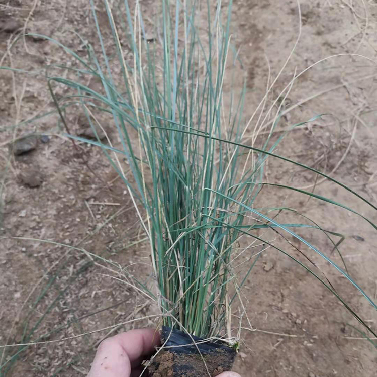 青州粉黛乱子草  粉黛乱子草种植基地  株高可达30-90厘米