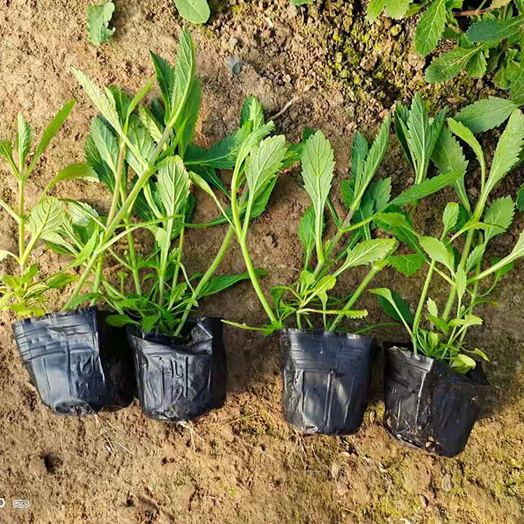 绿化工程花海苗  南美柳叶马鞭草  耐旱能力强