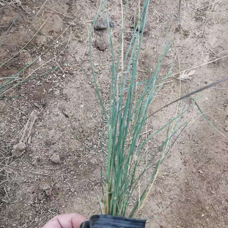 网红草粉黛  粉黛乱子草基地  多年生暖季型草本