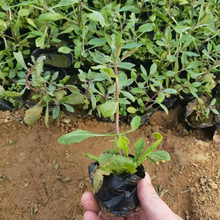 马鞭草花海景观  马鞭草小苗  多年生直立草本植物