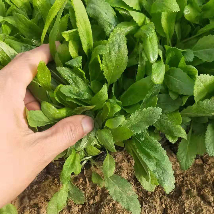 鑫杰  花海用鼠尾草  鼠尾草小苗价格  蓝紫色花海 观赏性好
