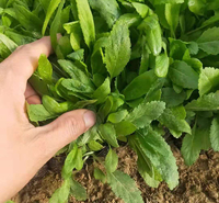 鑫杰  花海用鼠尾草  鼠尾草小苗价格  蓝紫色花海 观赏性好