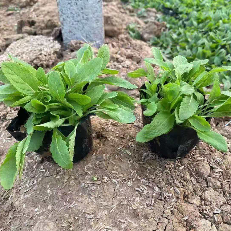 鑫杰  宿根兰花鼠尾草  鼠尾草小苗  价格低  花海成本小