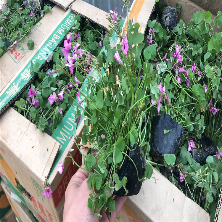 紫叶酢浆草批发 绿叶酢浆草基地 酢浆草种球