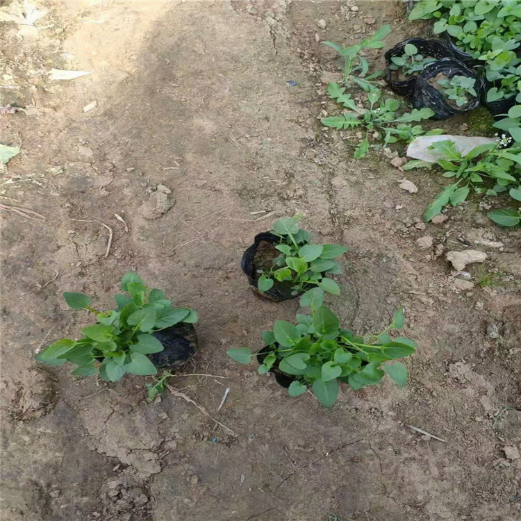紫花地丁出售价格 地丁种子 江瑞花卉