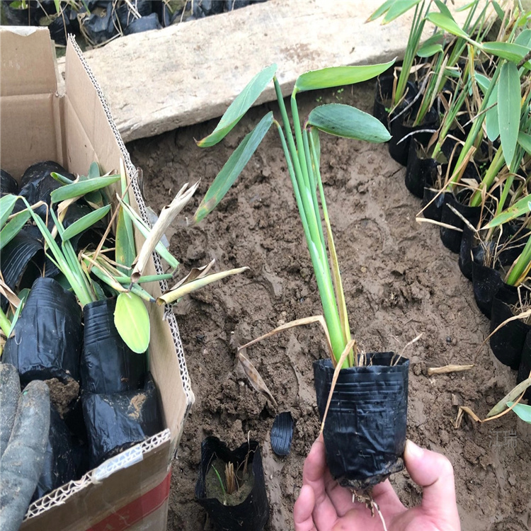 再力花批发 水生再力花种子 再力花行情