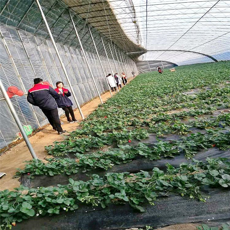 水果大棚 薄膜大棚报价 园艺温室