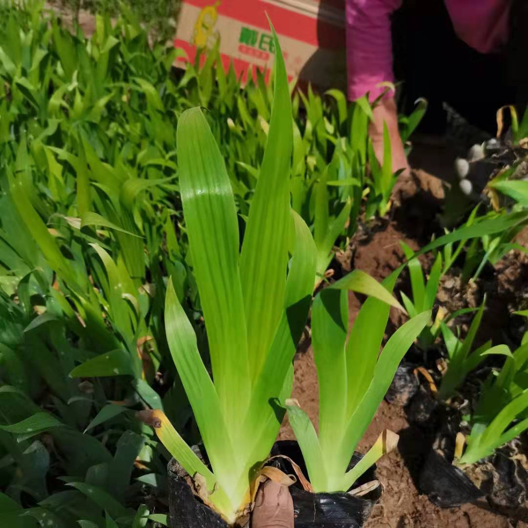 常绿鸢尾种植基地 蓝花鸢尾小苗价格 大量供应
