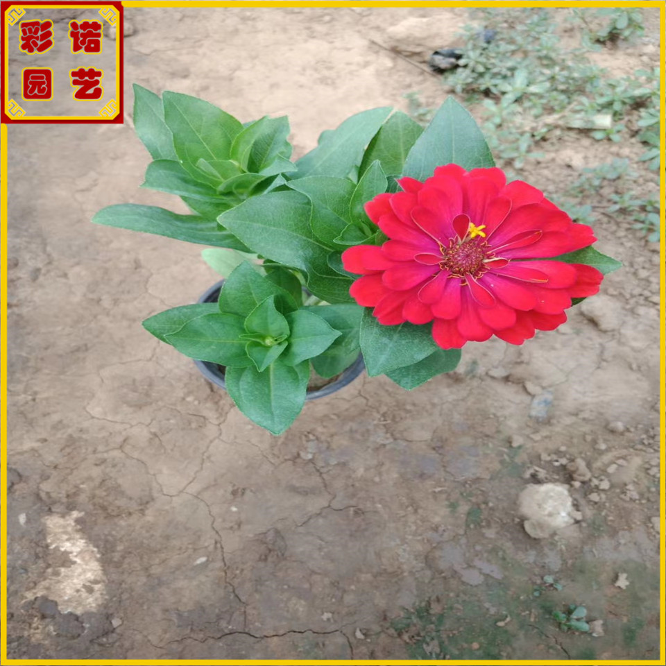 青州草花批发基地 多色百日草容器苗 绿化用玫红色百日草小苗供应