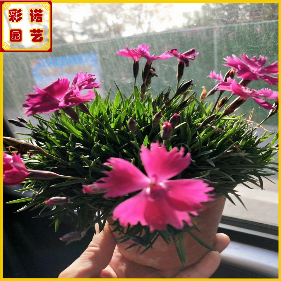 欧石竹草坪一平方价格 景观绿化用欧石竹小苗 欧石竹容器苗