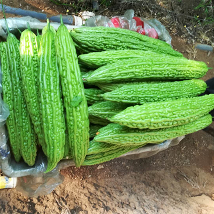 山东种苗基地苦瓜苗种苗基地   山东种苗基地苦瓜苗