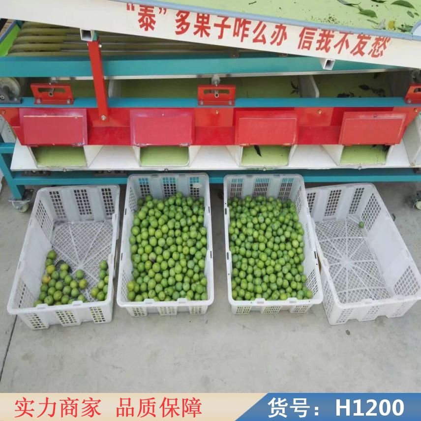 宏胜小西红柿选果机 8轨式选果机 冬枣选果机货号H1200