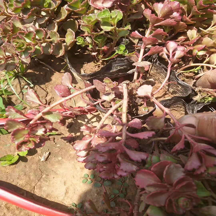 景区用苗红景天杯苗 别墅用苗红景天工程苗 夏杰花卉 定金发货