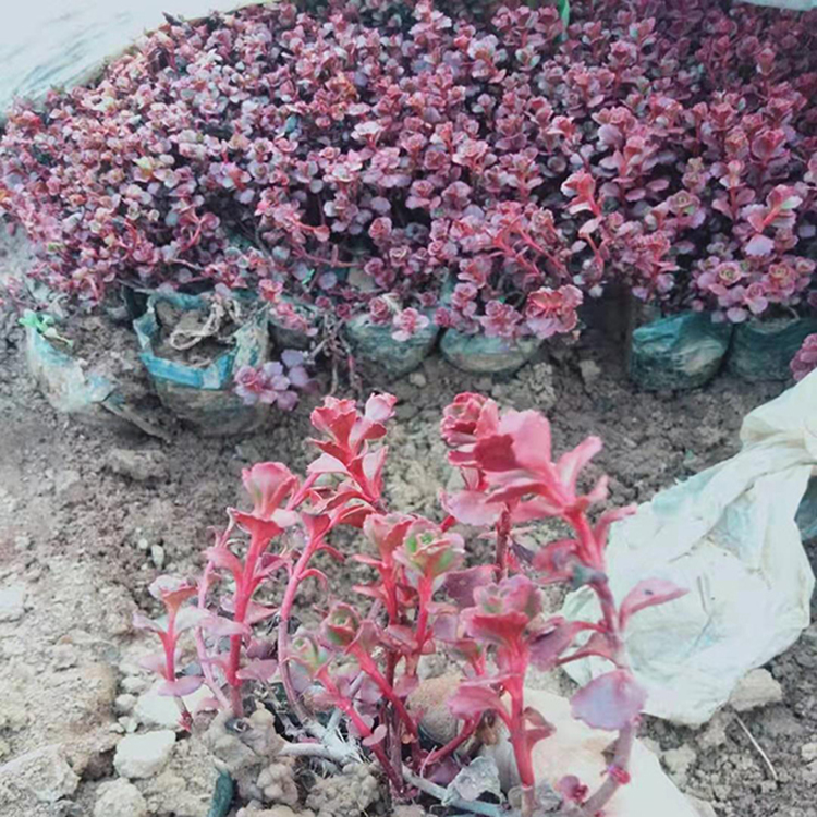 红景天批发销售 多年生红景天小苗 夏杰花卉 苗圃供应