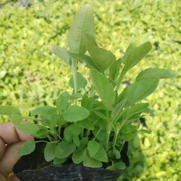 园林绿化草花婆婆纳 长尾婆婆纳杯苗批发 夏杰花卉 基地常年批发