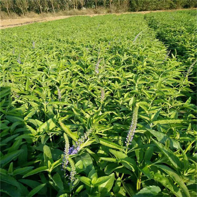 耐寒植物婆婆纳 工程绿化婆婆纳价格 夏杰花卉 无中间商
