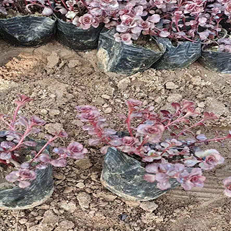 盆栽花卉红景天 景区用苗红景天种苗 夏杰花卉 园林批发