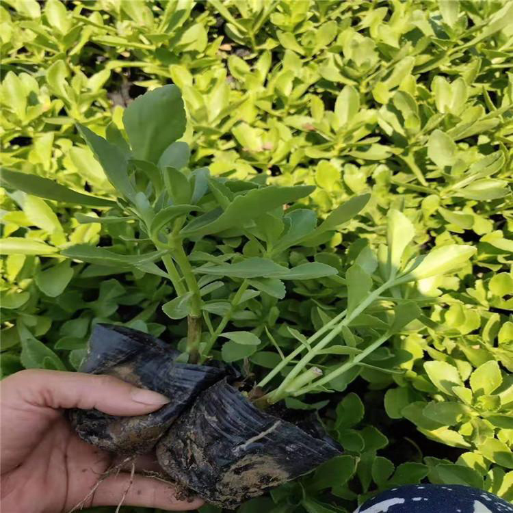 厂家直销三七景天 耐寒耐旱 夏杰花卉 园林批发