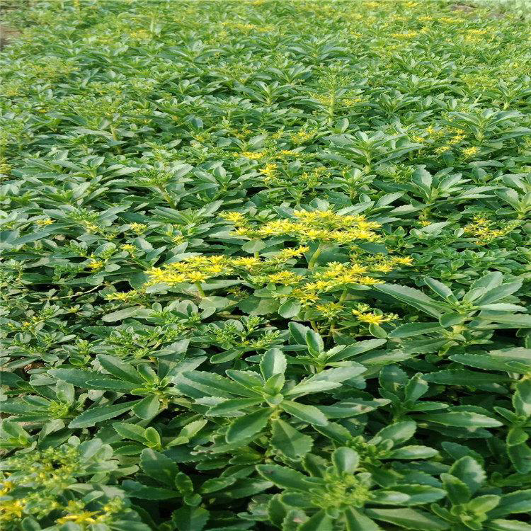 三七景天工程苗木 三七景天工程绿化用 夏杰花卉 货到付款