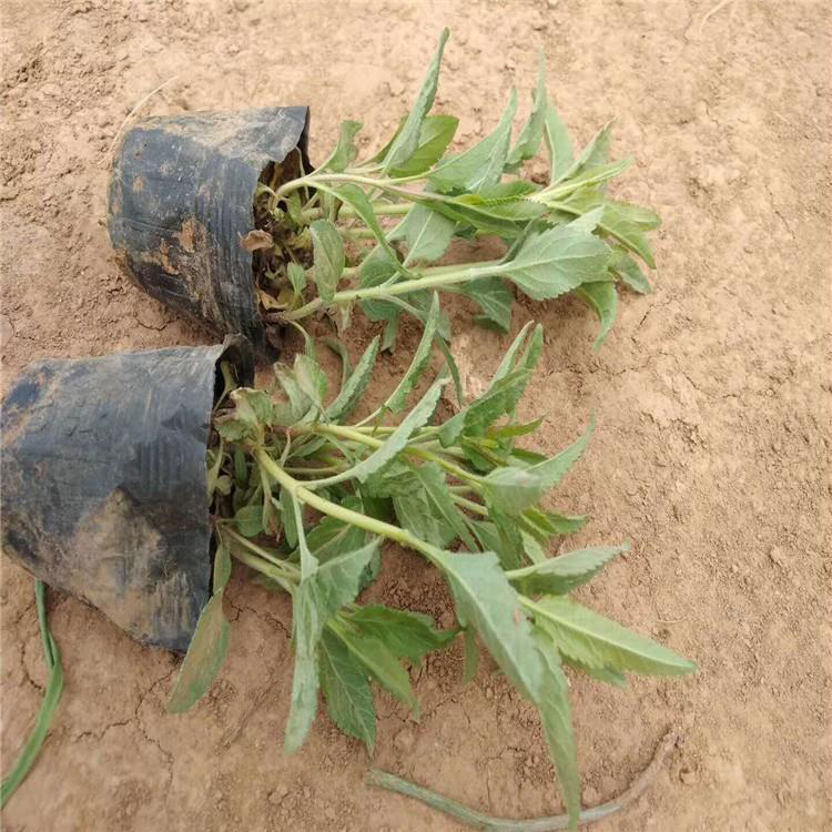 耐寒植物婆婆纳 大量供应婆婆纳 夏杰花卉 基地发货