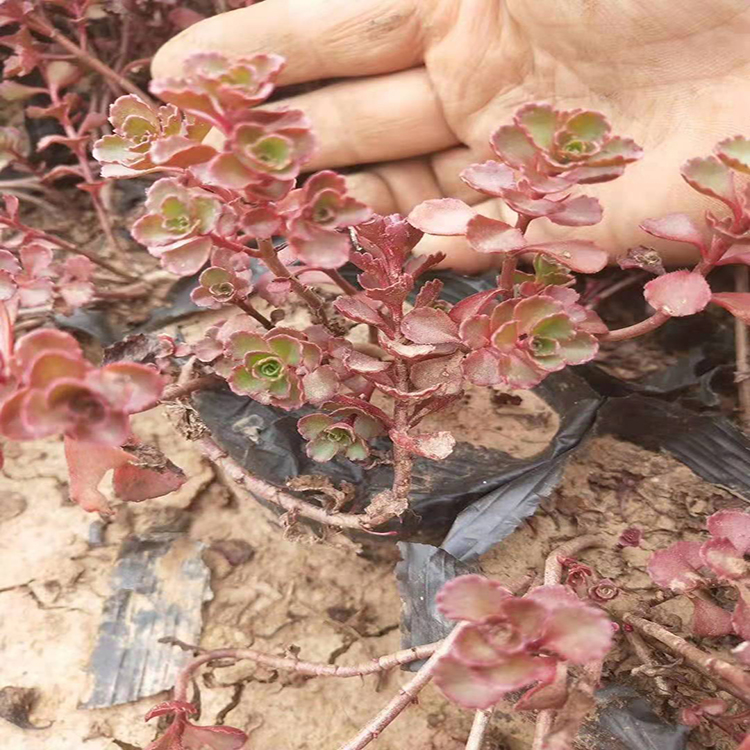 园林绿化用红景天 基地种植红叶景天苗 夏杰花卉 道路绿化