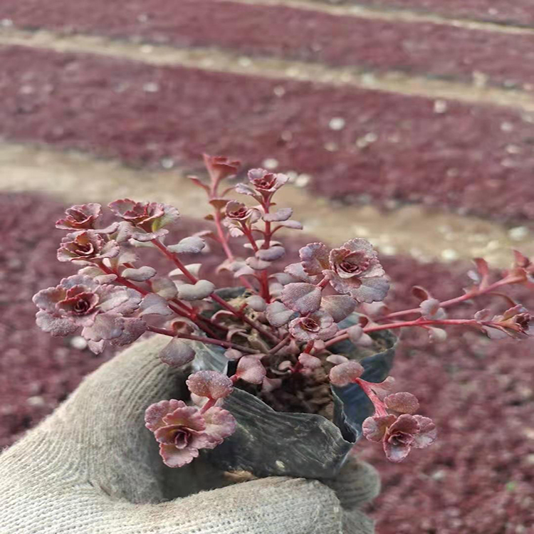 红景天种植基地 红景天多年生宿根 夏杰花卉 苗圃供应