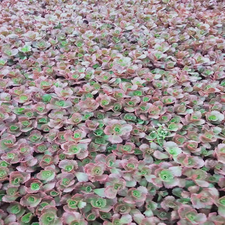 红景天观赏性强 基地种植红叶景天苗 夏杰花卉 苗圃供应