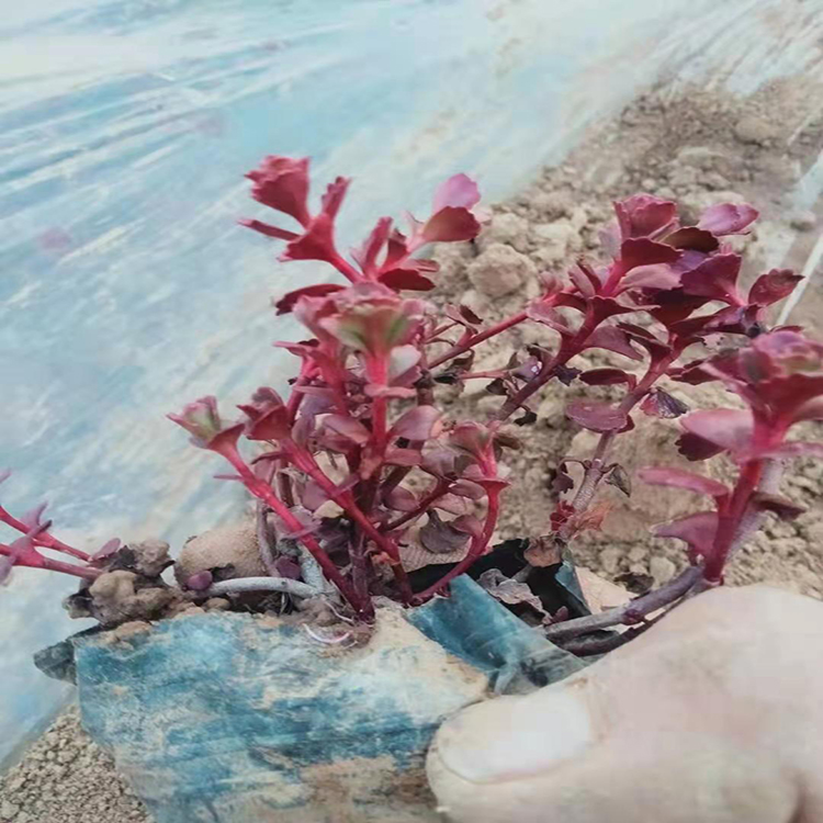 绿化景观花卉用红景天 地被植物红景天 夏杰花卉 道路绿化