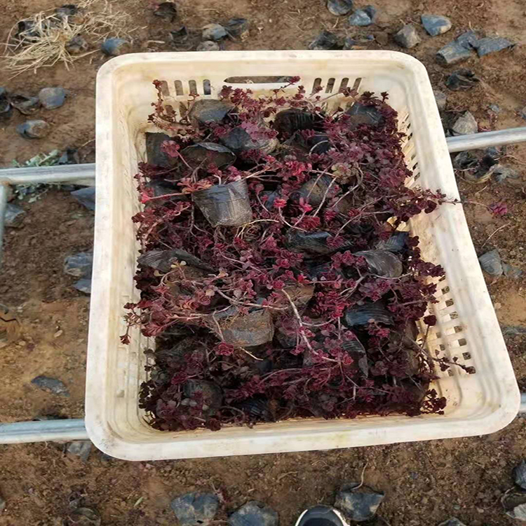 绿化景观花卉用红景天 地被植物红景天 夏杰花卉 基地种植