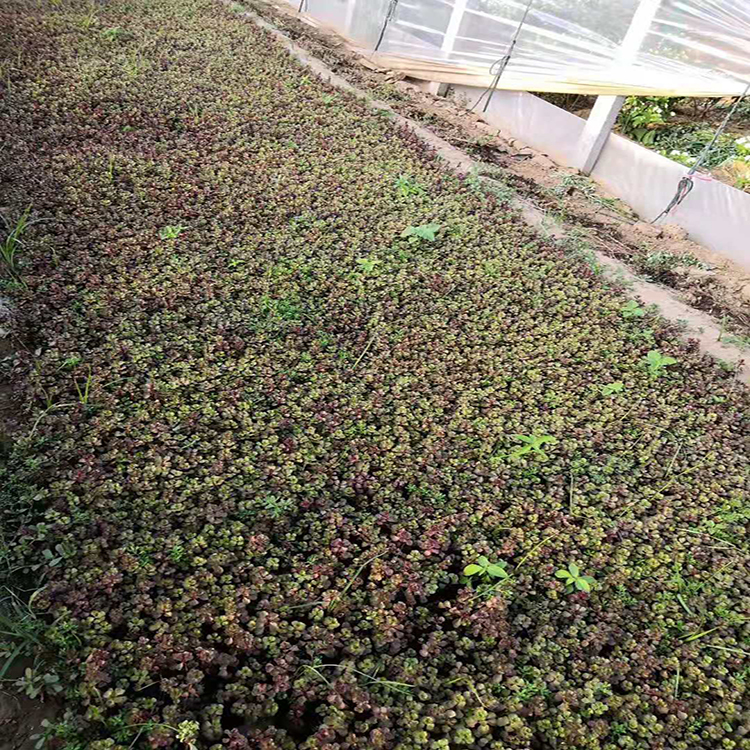红景天观赏性强 多年生红景天小苗 夏杰花卉 基地常年批发