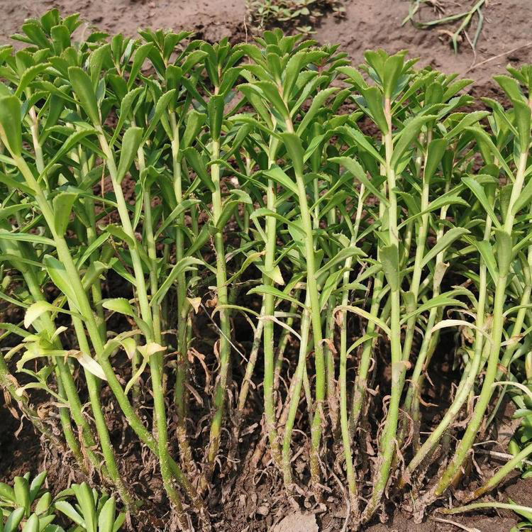 三七景天盆栽成活率高 耐阴植物 夏杰花卉 定金发货