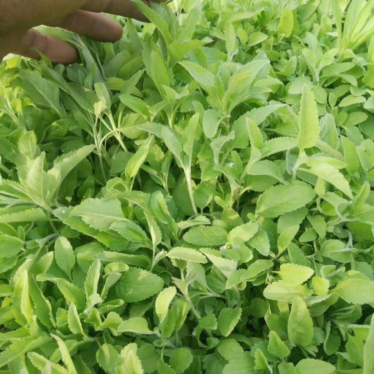 耐寒可盆栽婆婆纳 植被庭院婆婆纳 夏杰花卉 基地常年批发