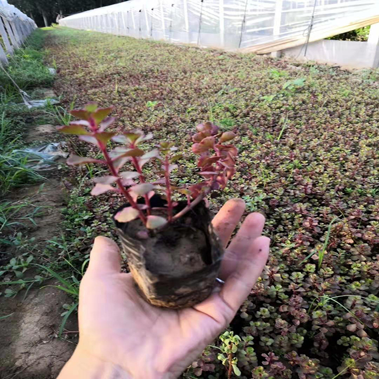 红景天山东基地 宿根植物红景天苗 夏杰花卉 基地发货