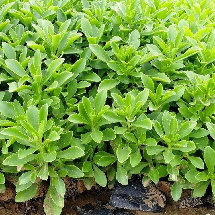 现货供应三七景天 耐阴植物 夏杰花卉 基地常年批发