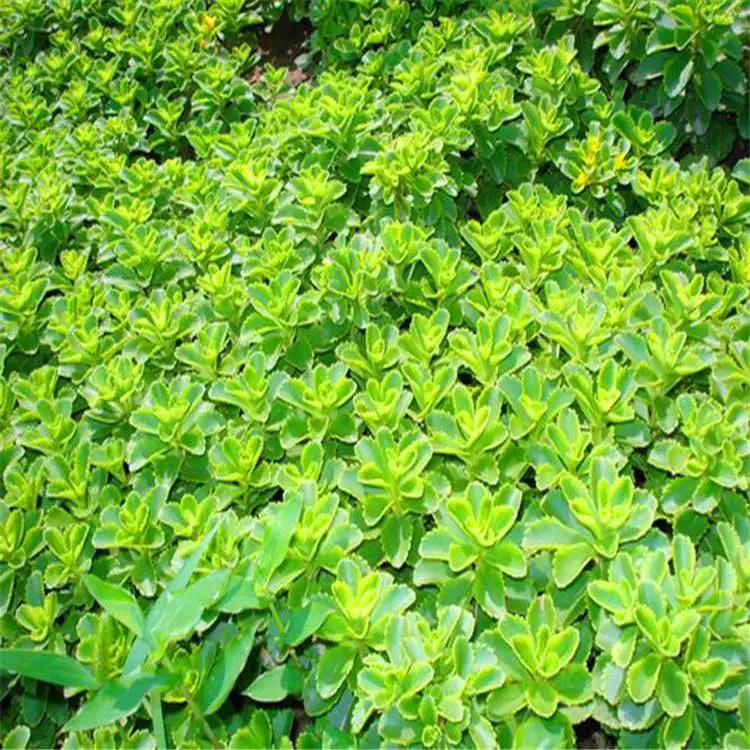 基地直供三七景天 耐阴植物 夏杰花卉 基地常年批发
