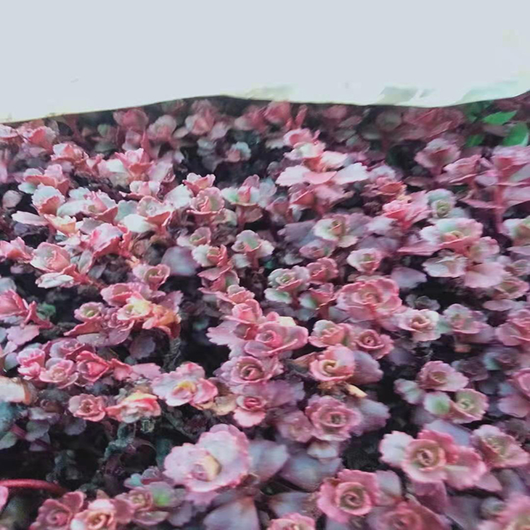 盆栽花卉红景天 红景天盆栽苗批发 夏杰花卉 绿化花木