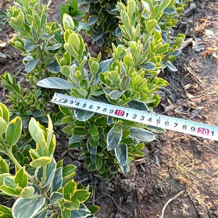 林祥 大叶黄杨球 洛阳大叶黄杨球  大量供应 基地直销