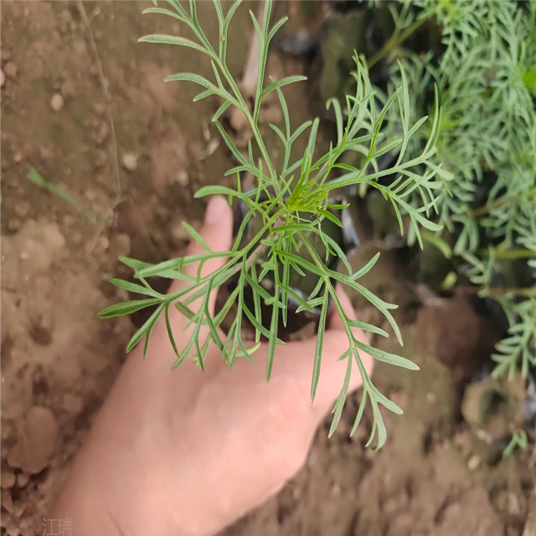 波斯菊 波斯菊种子 批发波斯菊 江瑞花卉