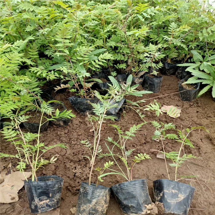 珍珠梅 珍珠梅出售价格 珍珠梅基地 产地批发