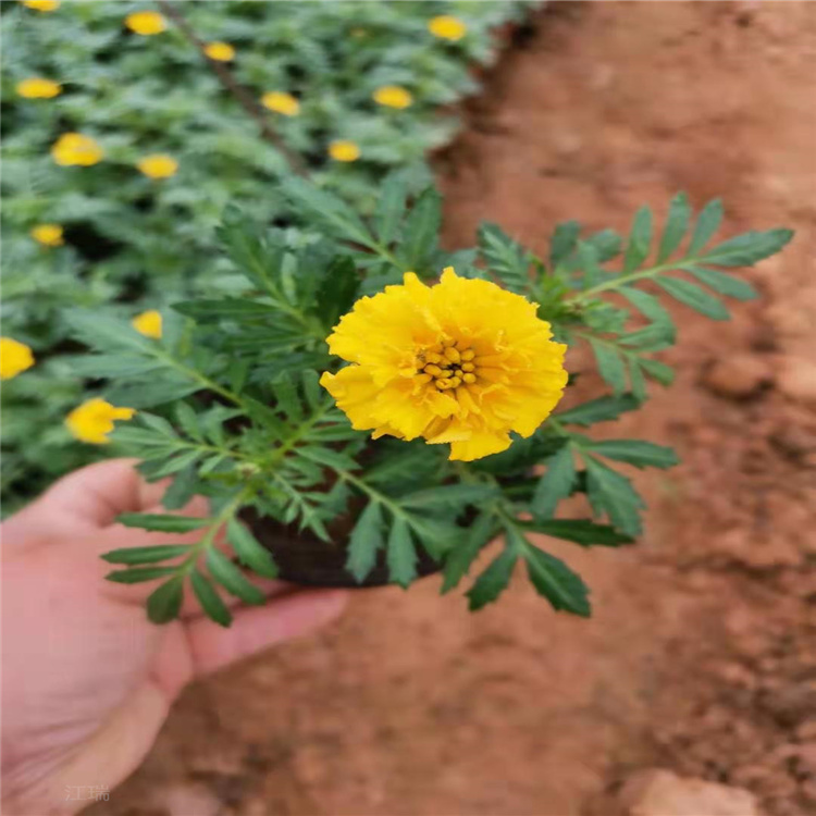 孔雀草 孔雀草种子 供应孔雀草 江瑞